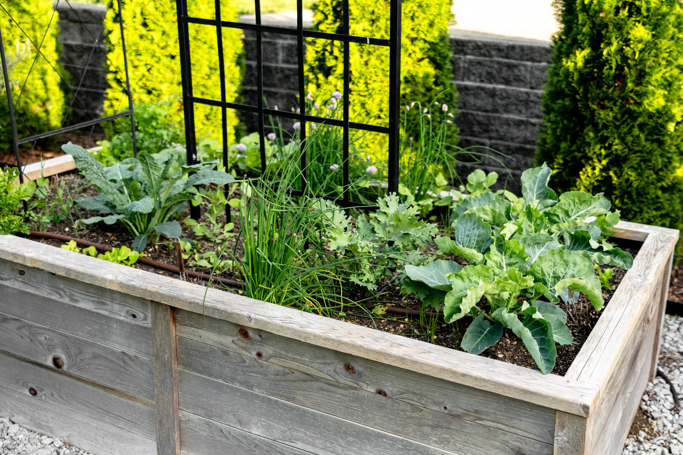 raised kitchen garden bed filled with multiple leaves, roots, and fruit plants