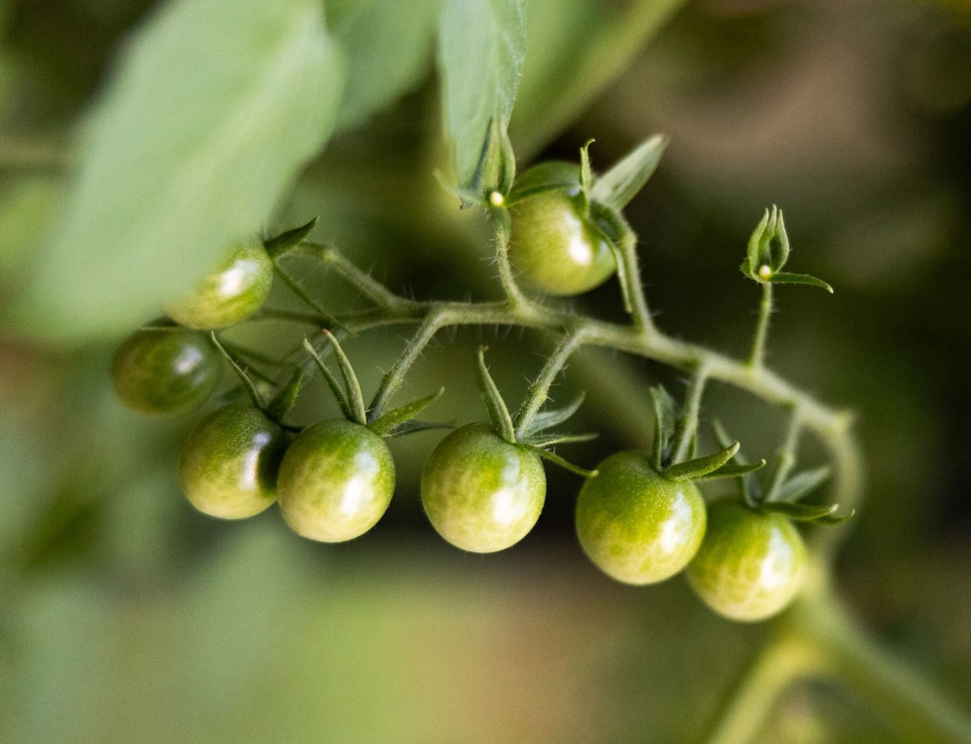 tips to ripen tomatoes quickly