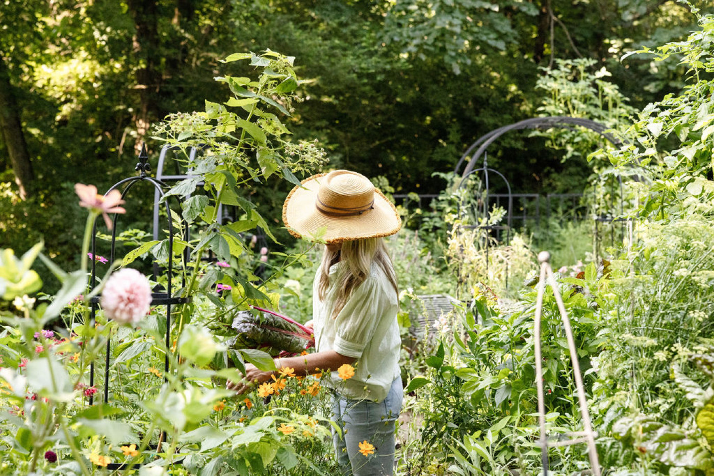 gardener in lush kitchen garden with trellises