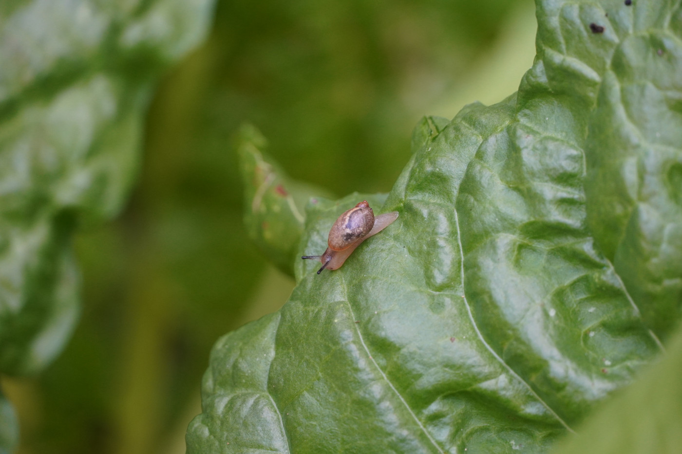 snail on swiss chard leaf