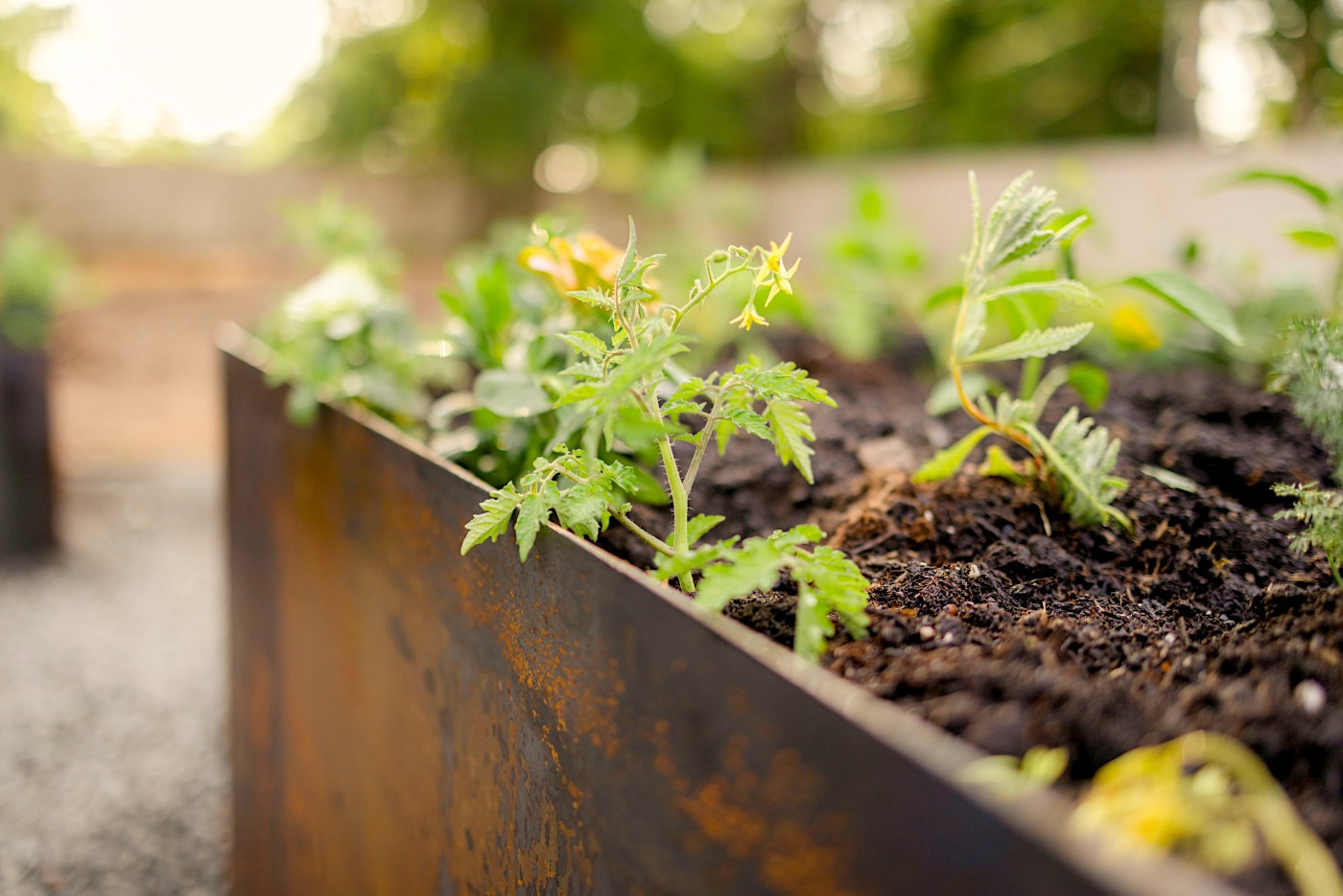 young tomato plant
