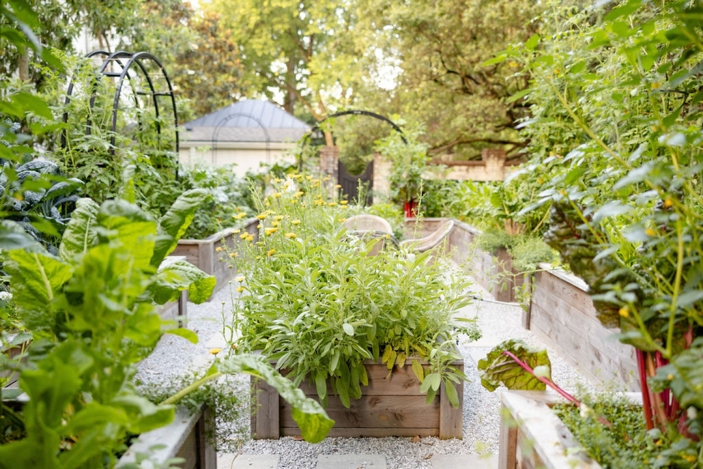 Thriving raised bed kitchen garden filled with lush green vegetables and herbs growing along gravel garden paths.