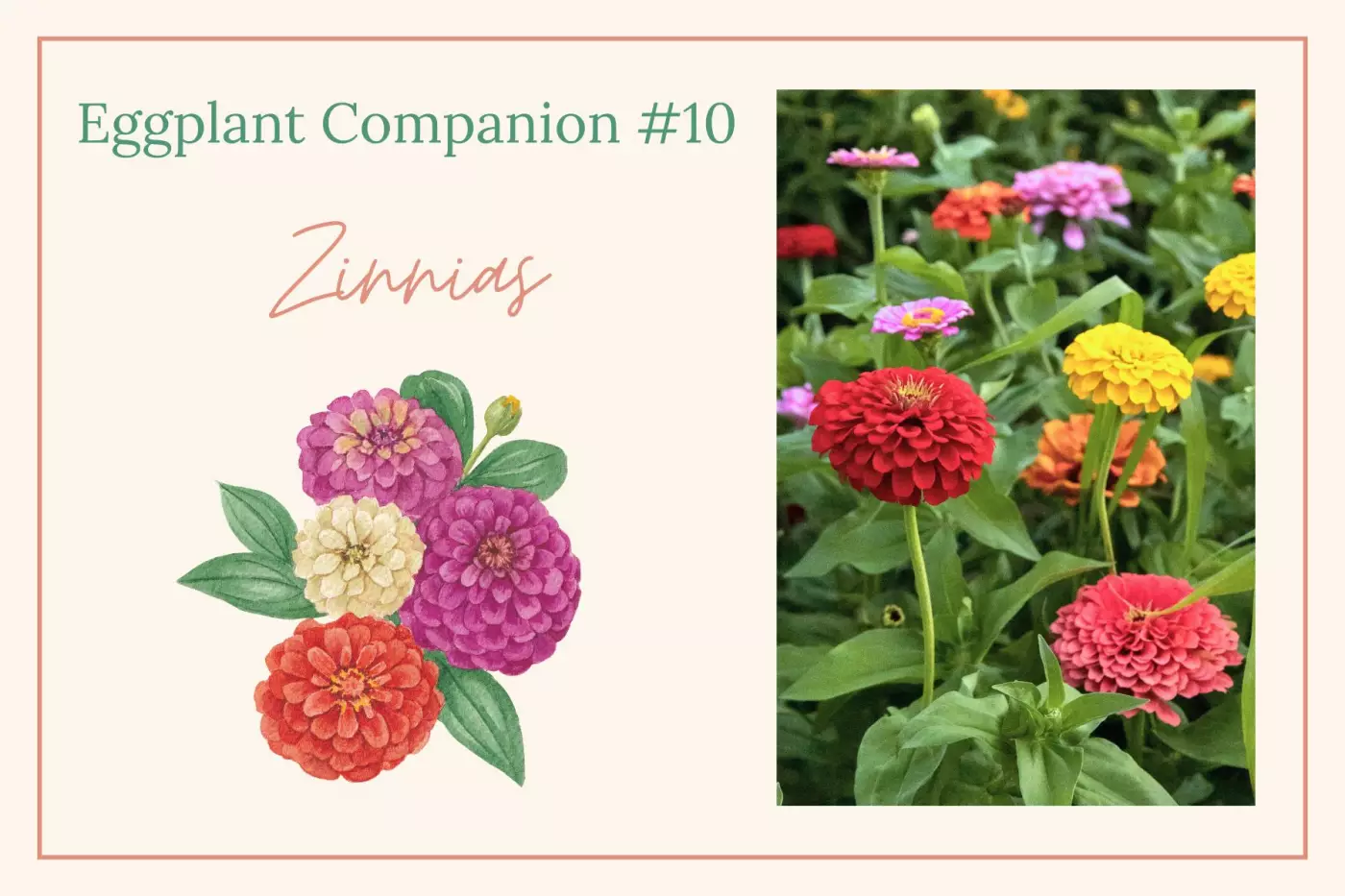 zinnias illustration and photo of multicolored zinnias