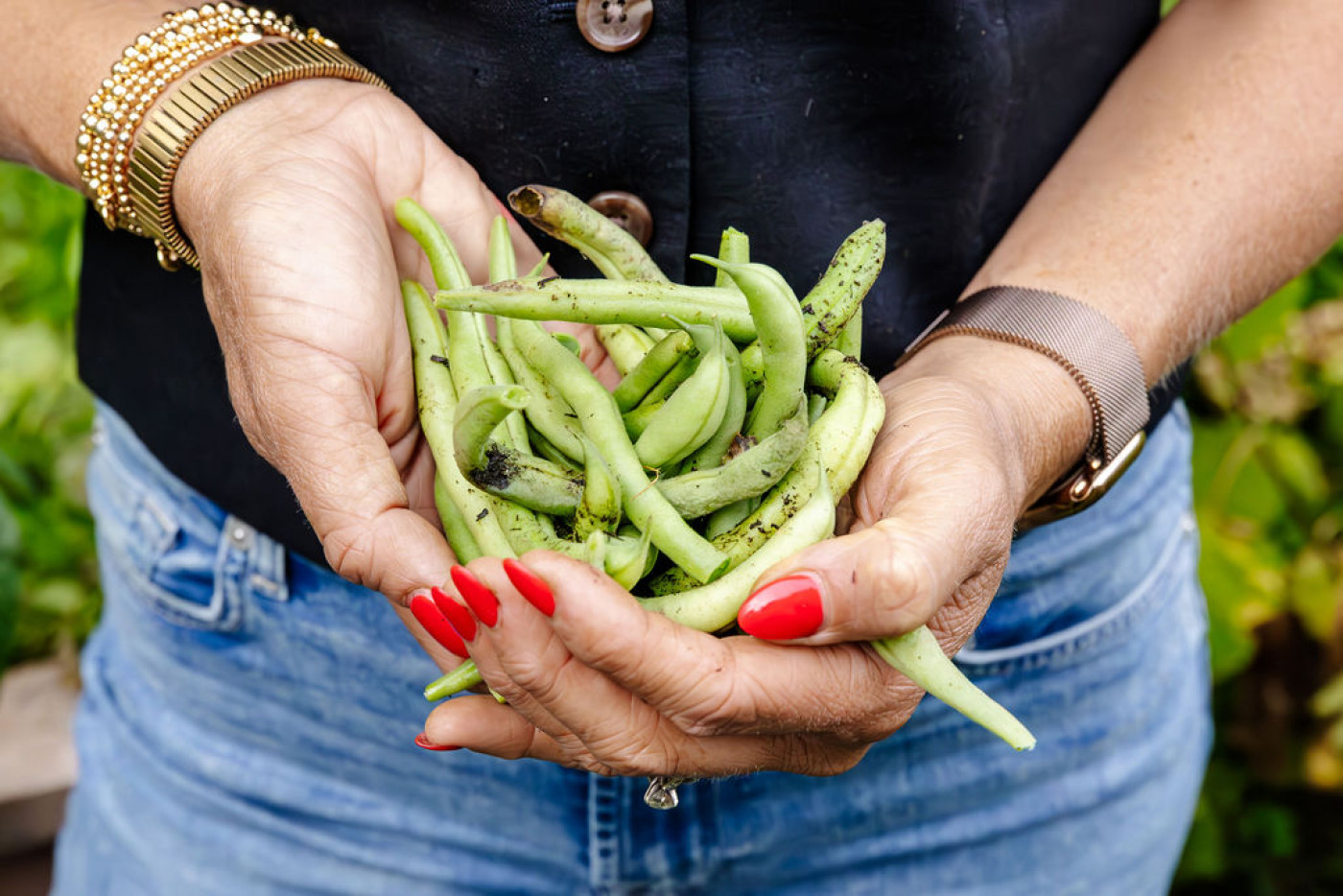 Close-up of hands cradling freshly picked green bush beans