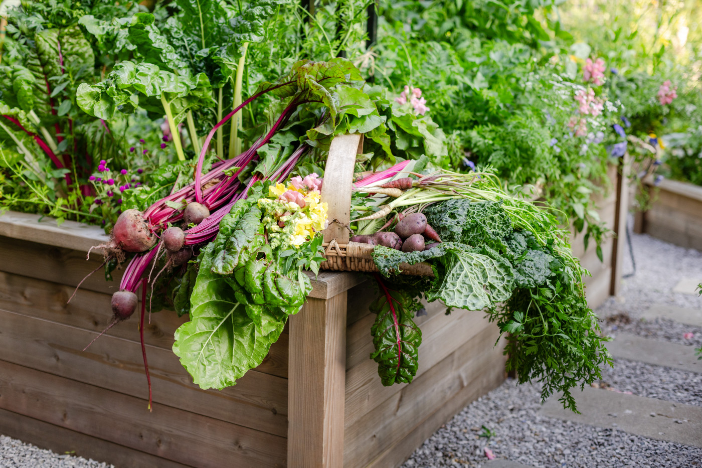 Harvest basket filled with snapdragons, freshly picked beets, and leafy greens resting on the edge of a raised garden bed.