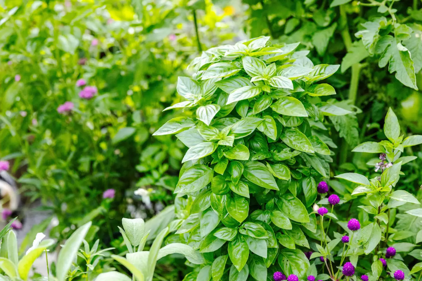 a basil plant