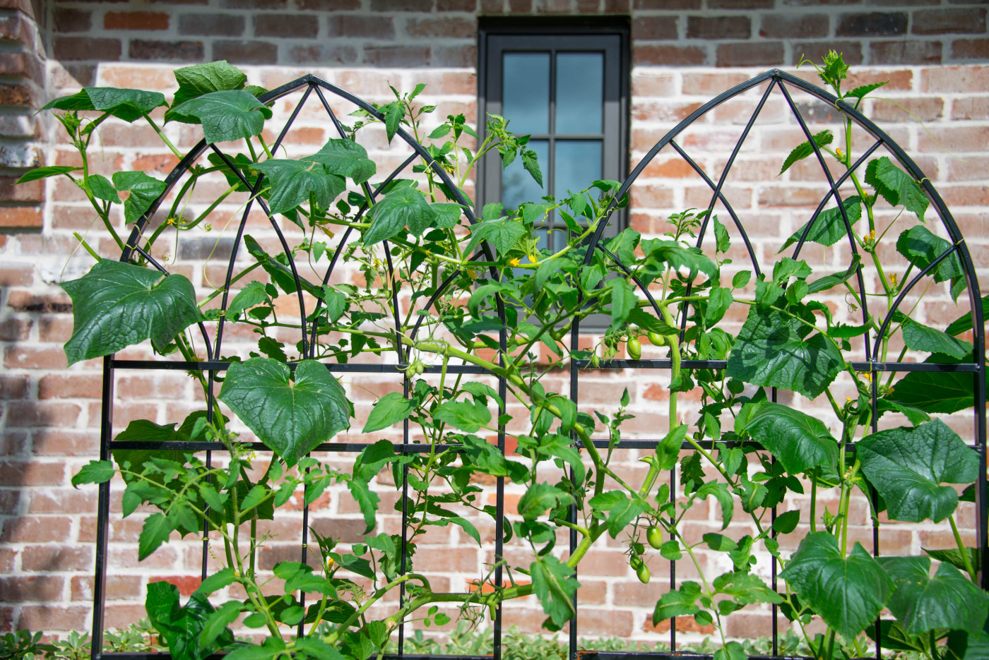 Cucumber plants climbing a panel trellis