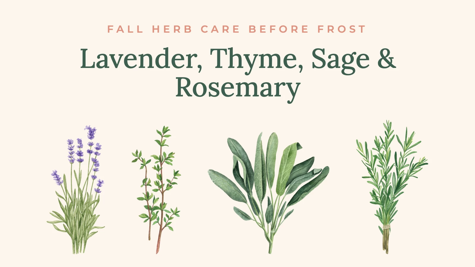 illustration of lavender, thyme, sage, and rosemary