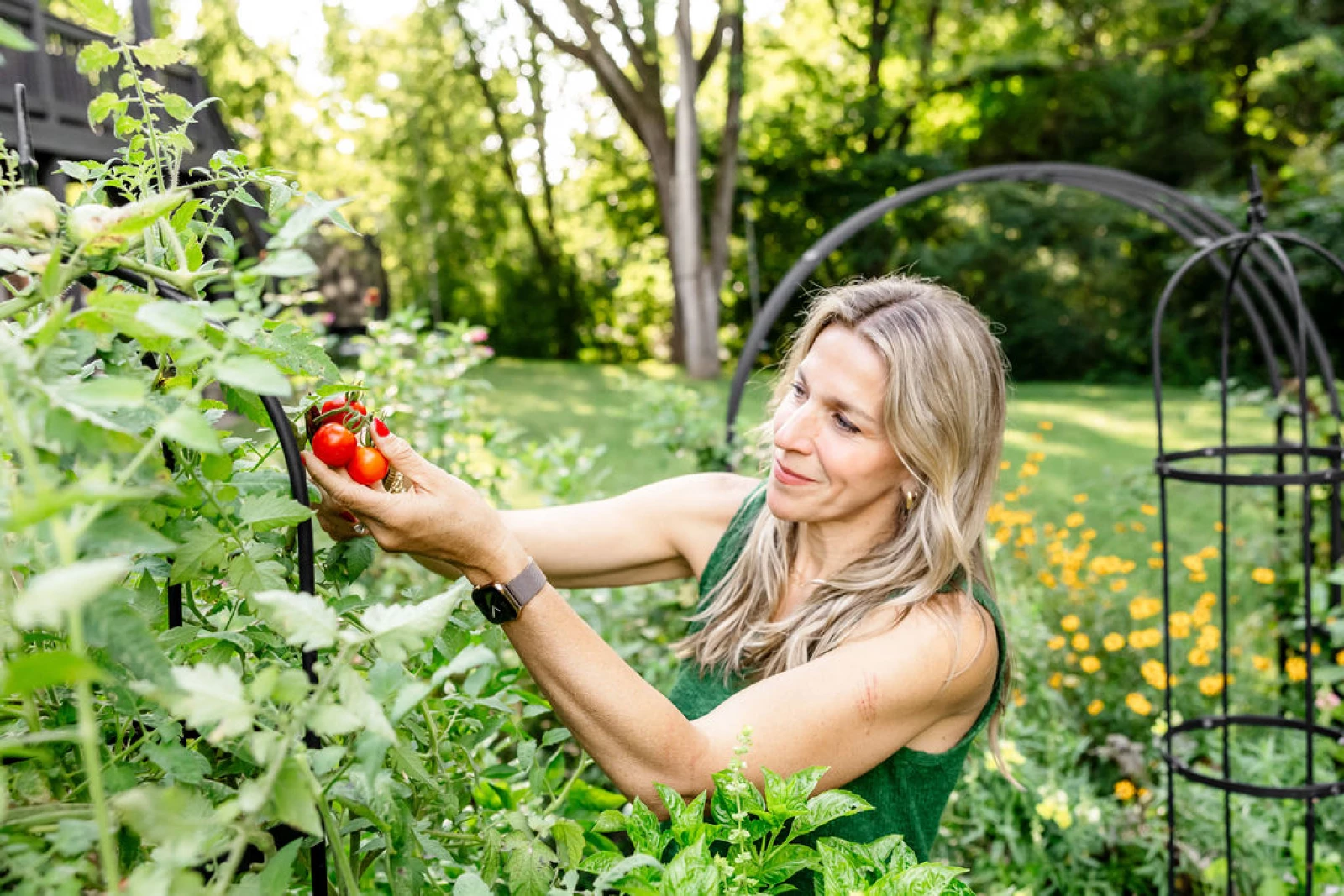 Nicole Burke picking tomatoes from an obelisk trellis