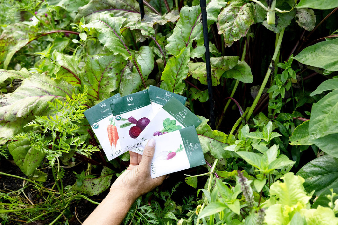 fall seeds for vegetable garden