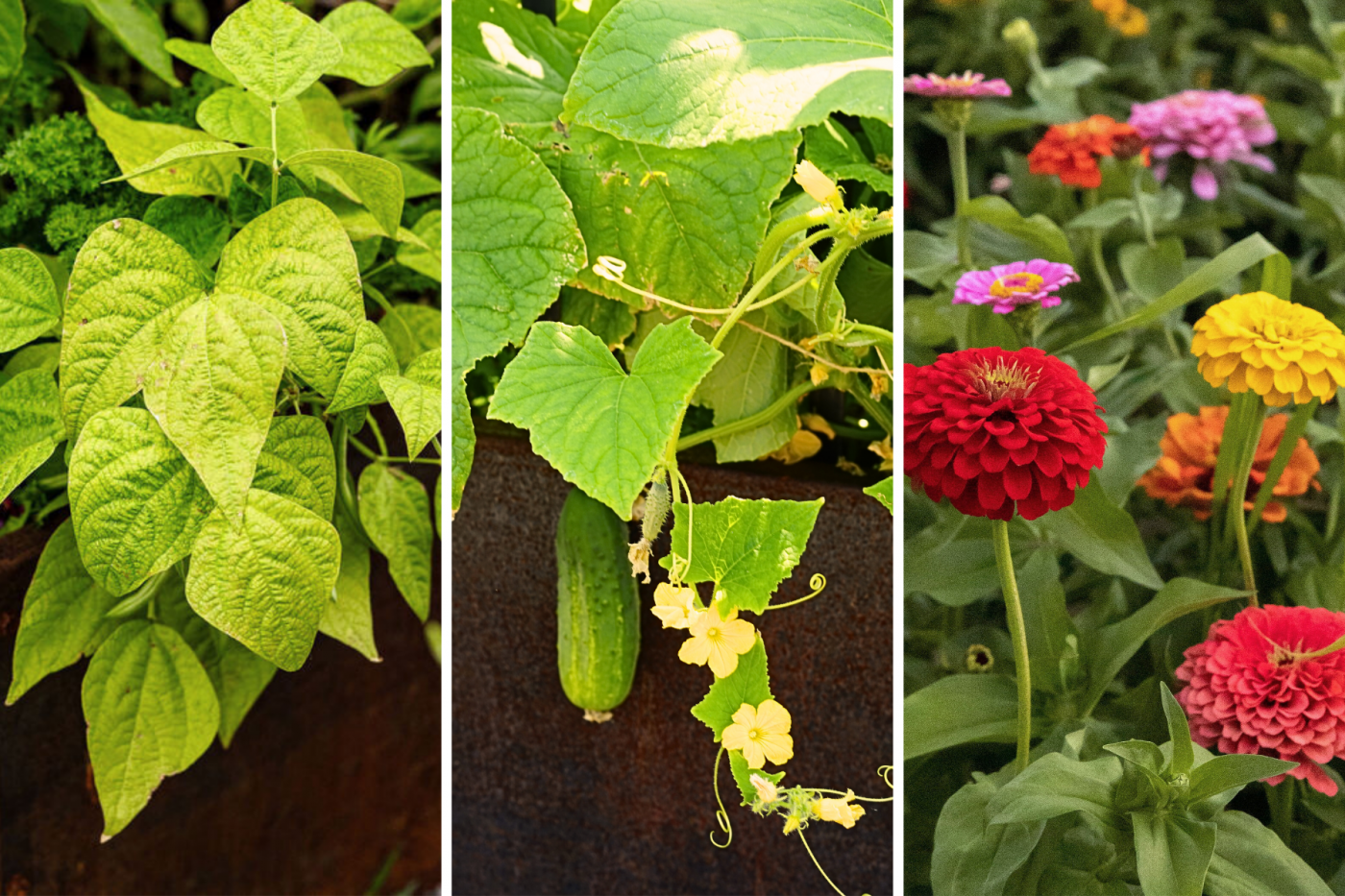 What Can You Plant in Hotter Areas in August?