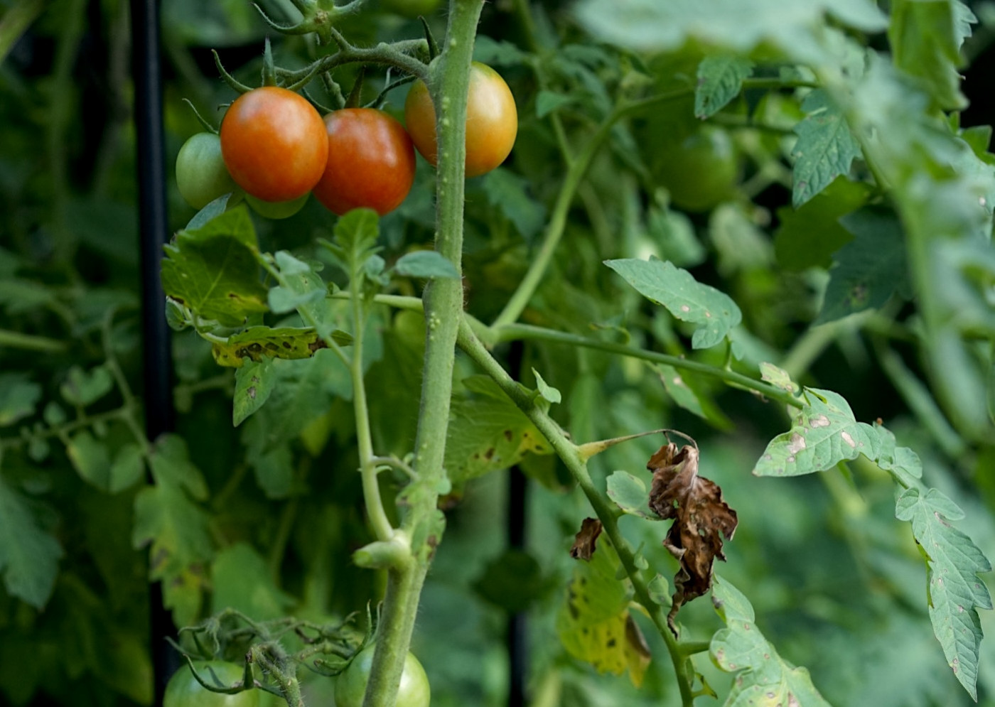 trimming tomato plants