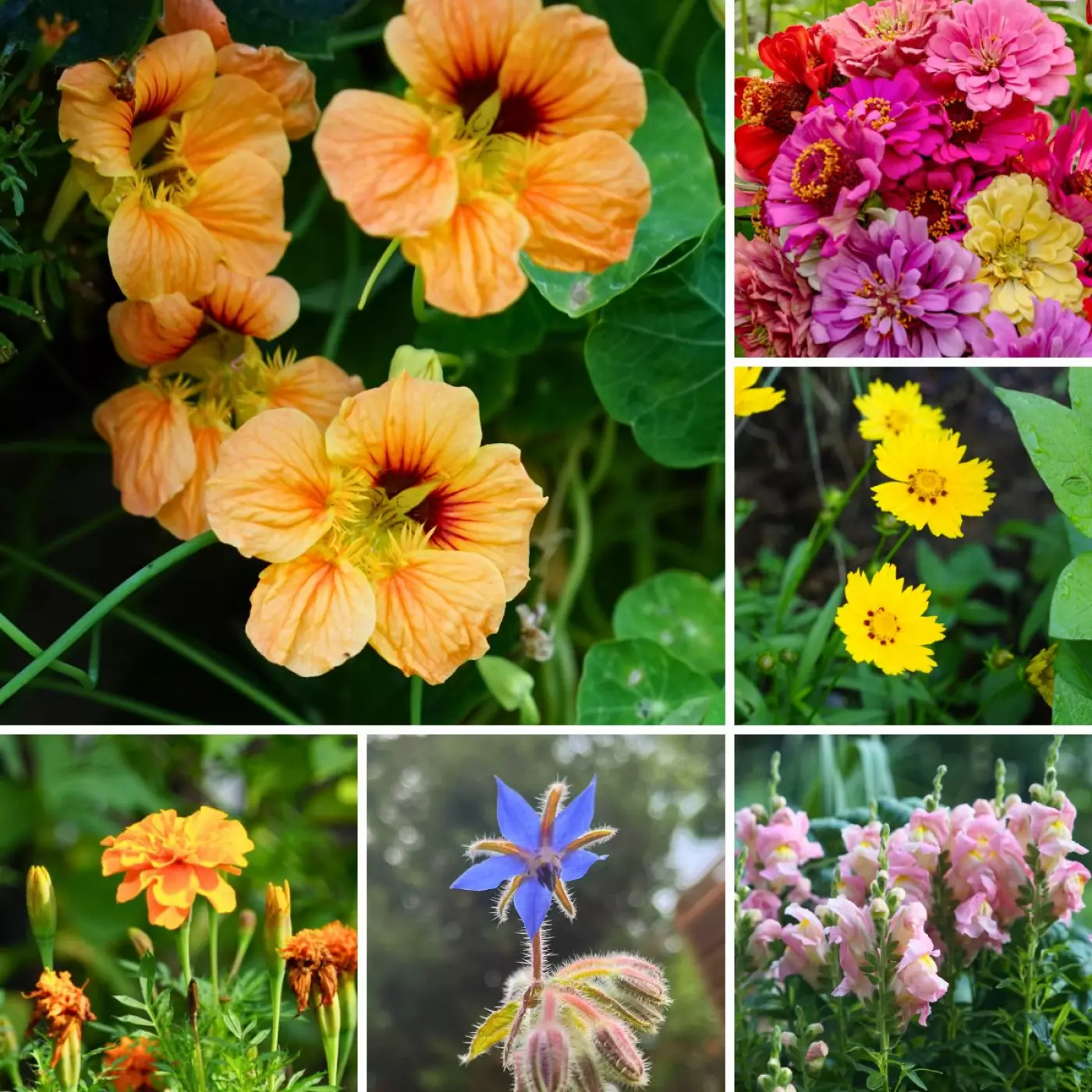 a photo grid of the best annual flowers for a raised bed