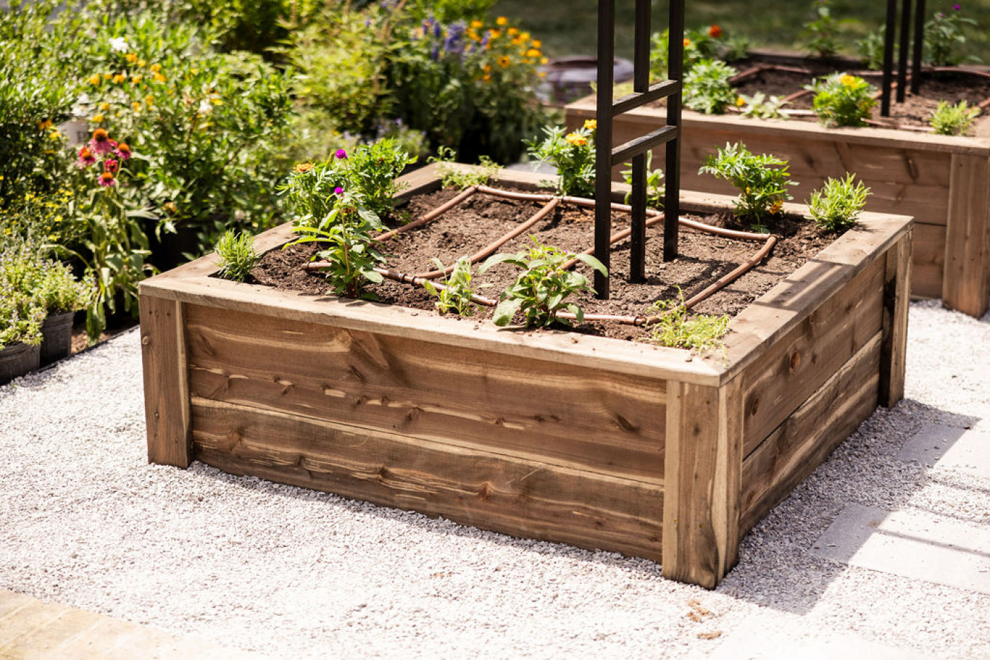 Wooden raised garden bed with young plants, drip irrigation lines, and a black trellis in freshly prepared soil.