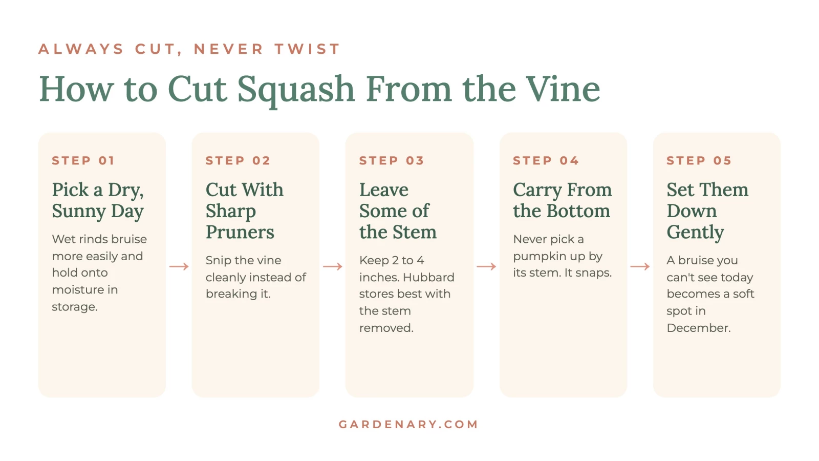 infographic on how to cut squash