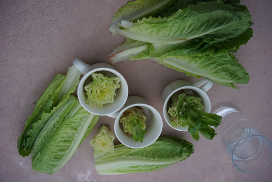 All you need to regrow romaine lettuce