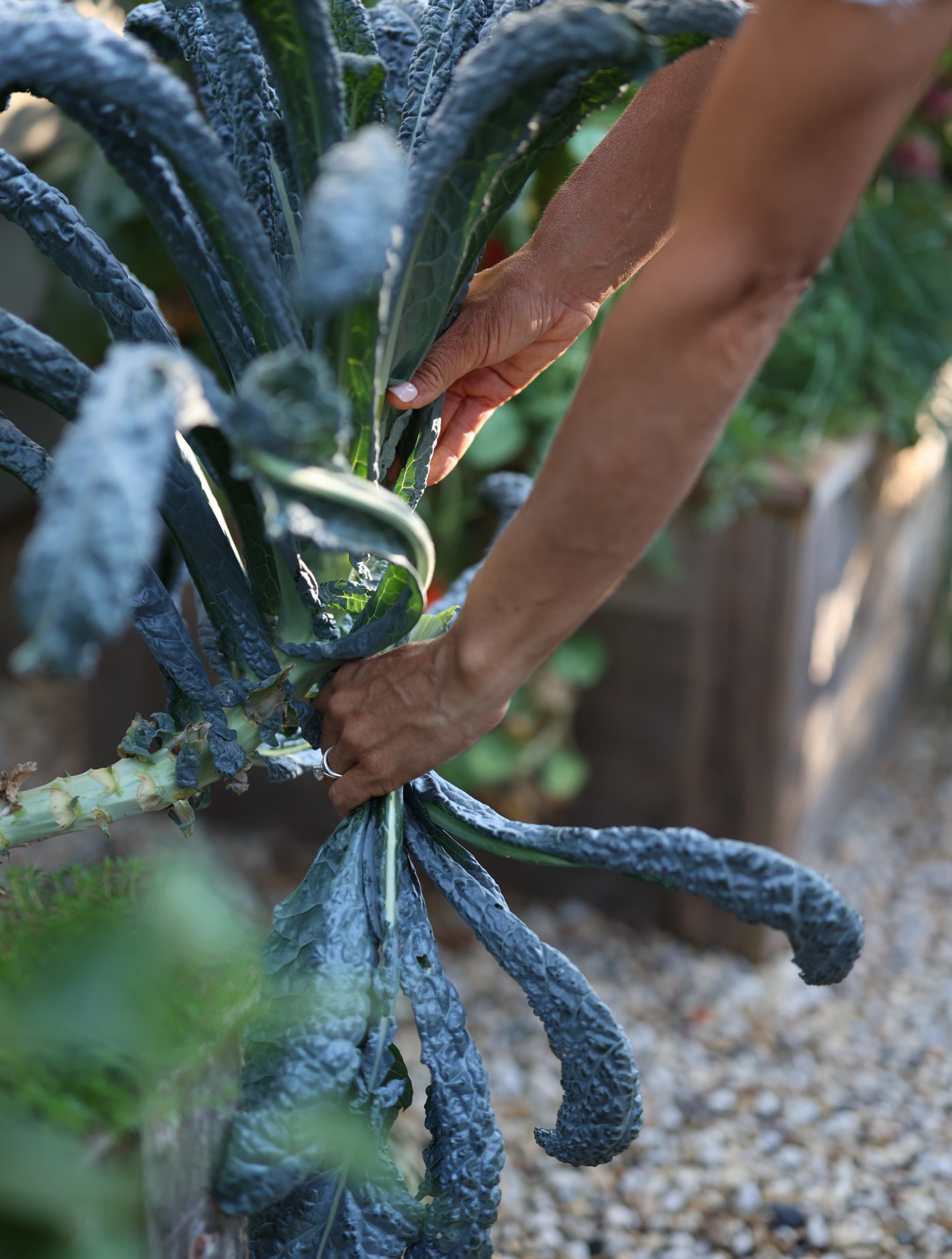 How to Harvest Kale and Encourage More Leaf Growth • Gardenary