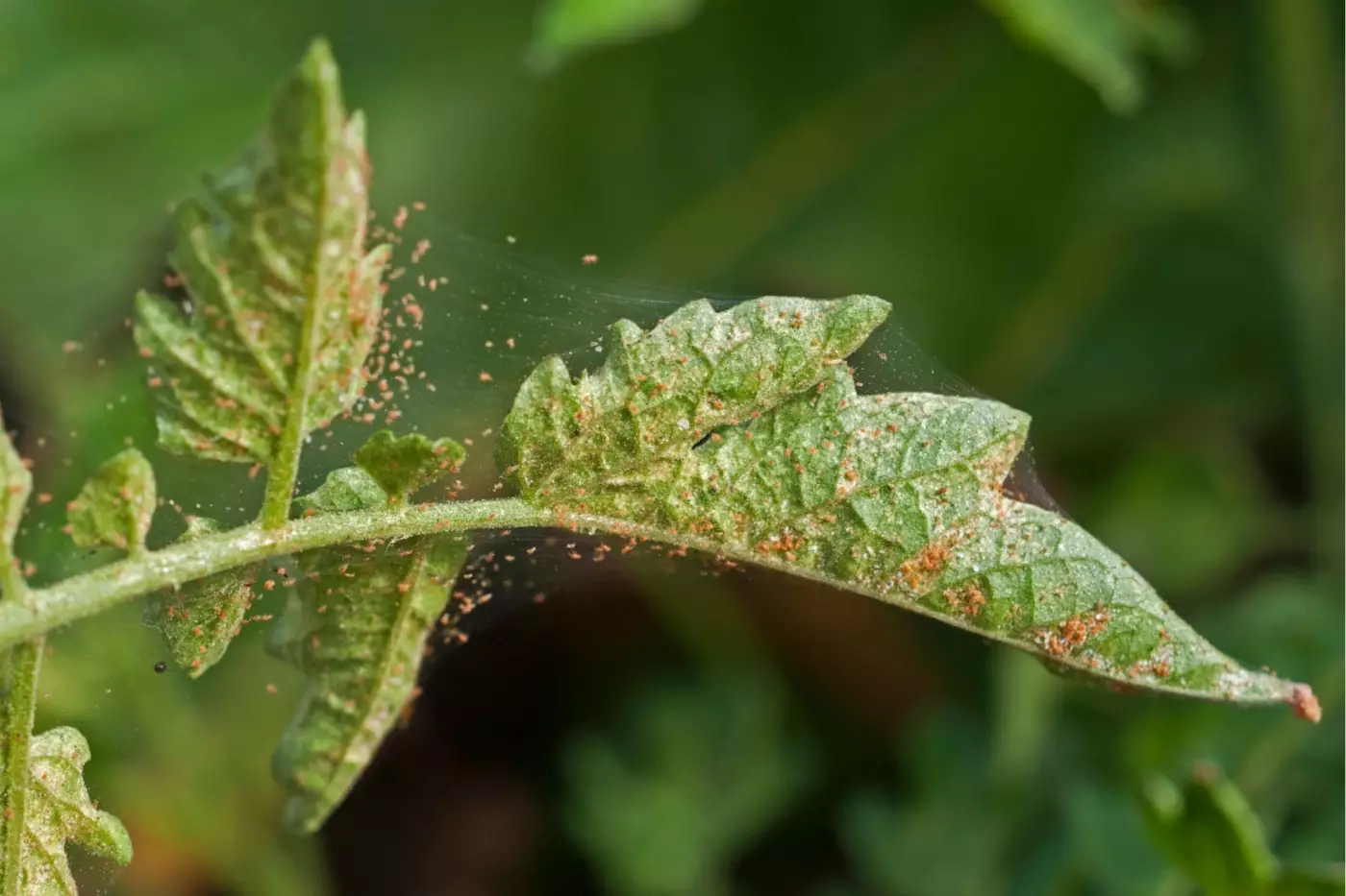 Spider mites on the underside of a leaf