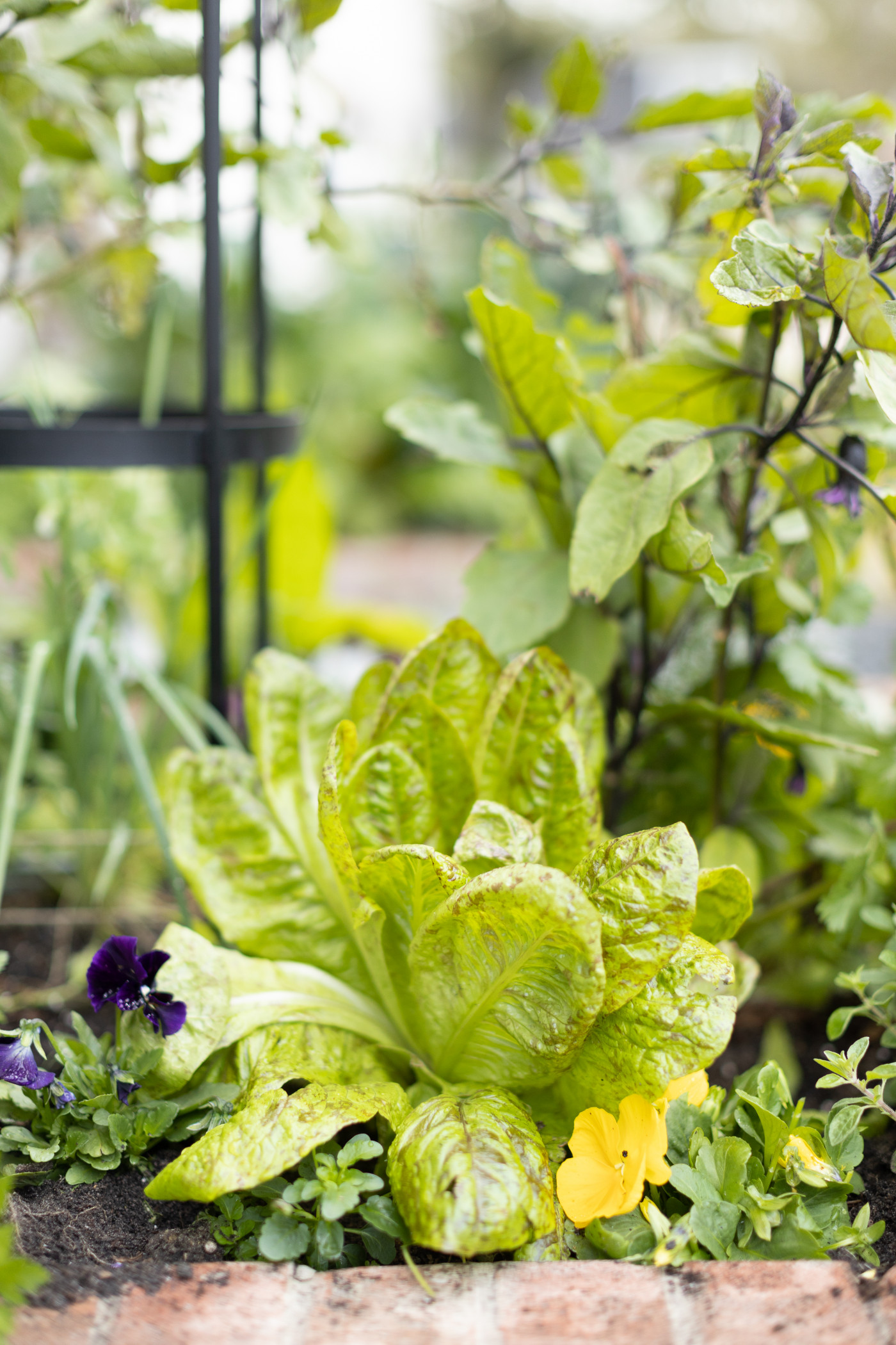 Flashy Troutback lettuce in brick raised garden bed