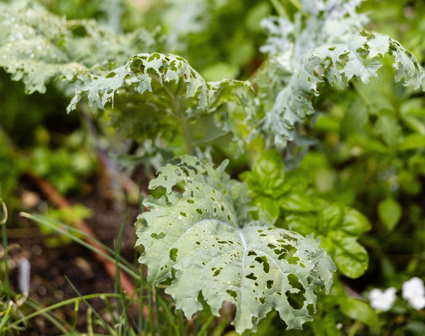 kale leaf eaten by pests