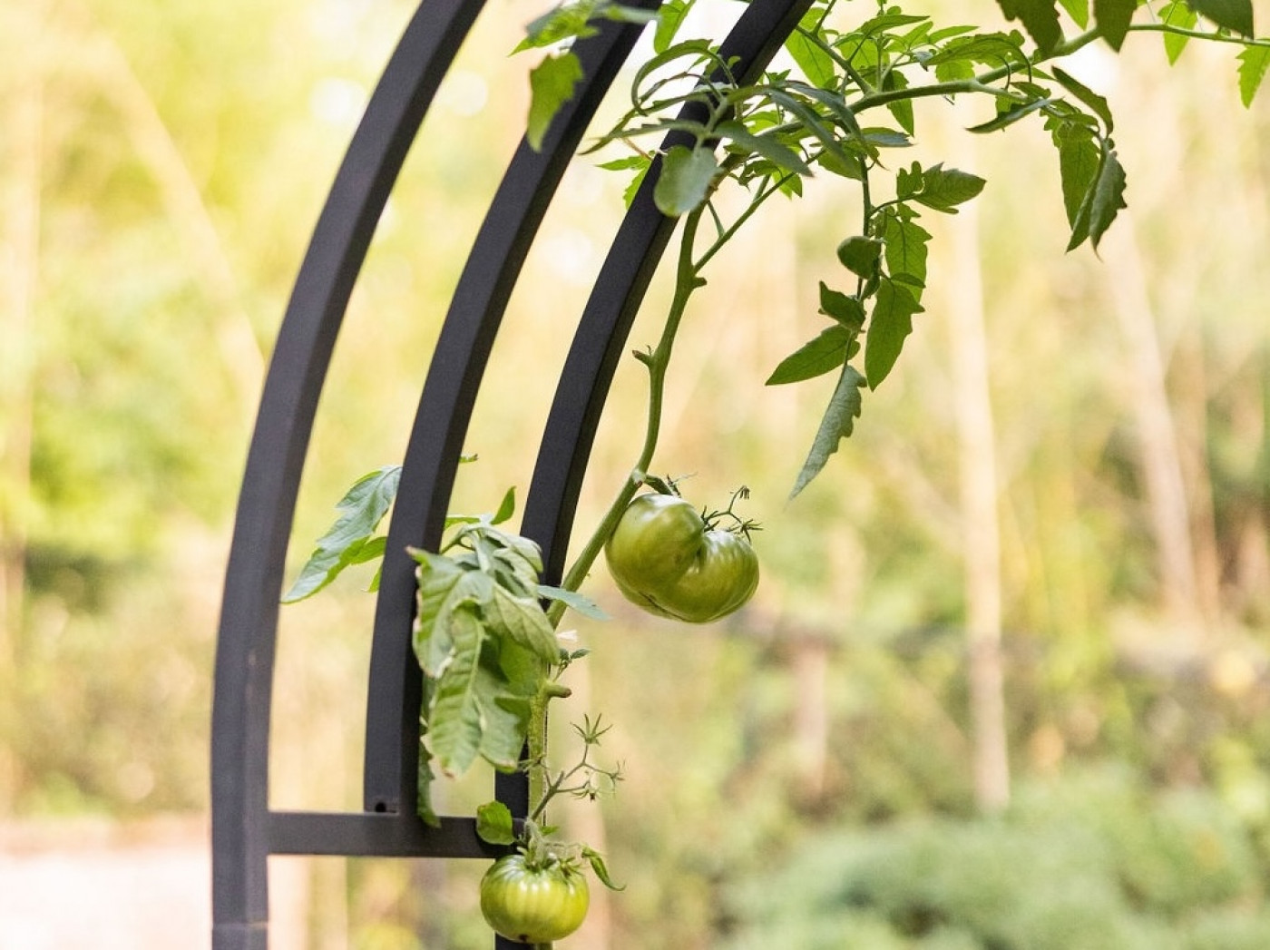 ripen tomato off vine if they're taking too long