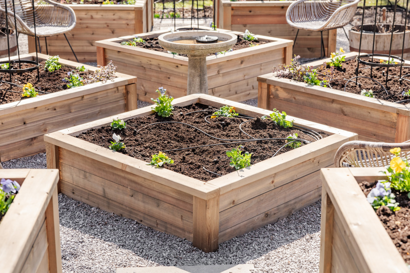 Organized raised garden bed layout with young plants, drip irrigation, and a birdbath centerpiece, surrounded by gravel paths.