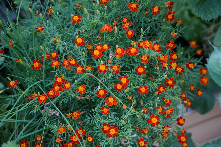marigolds
