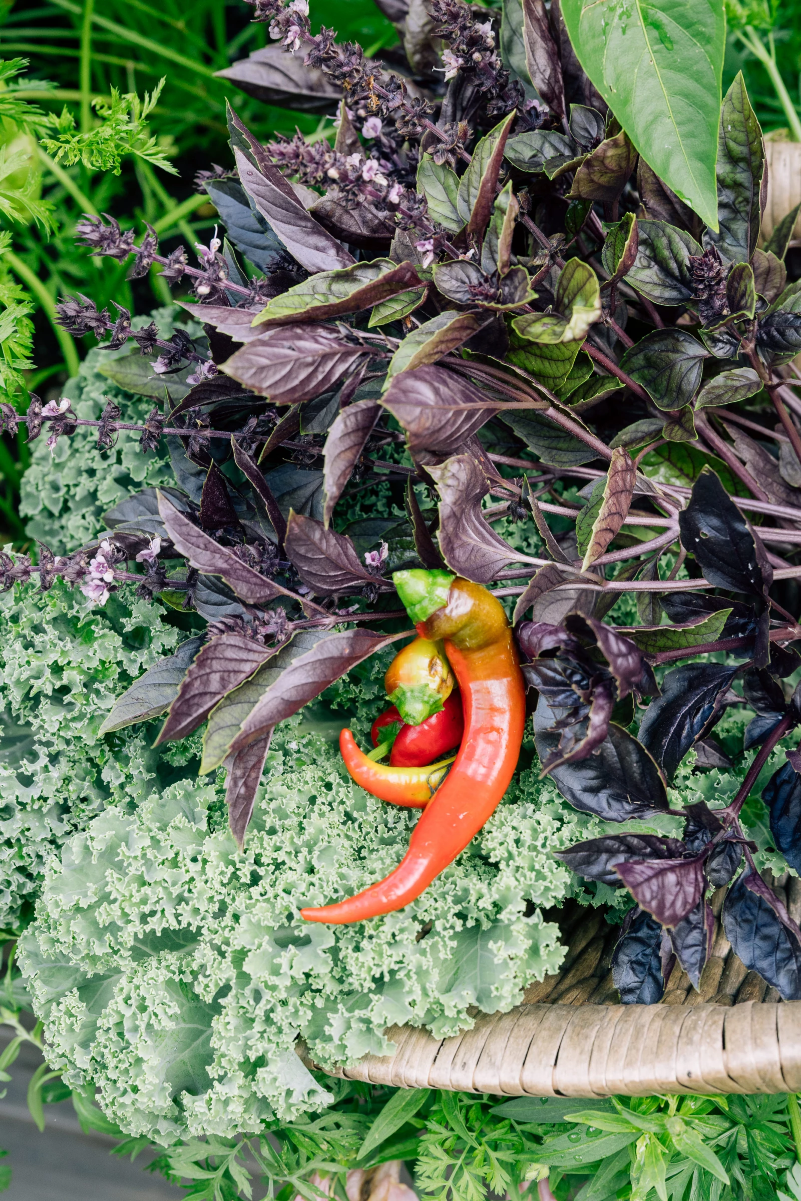 a red banana pepper