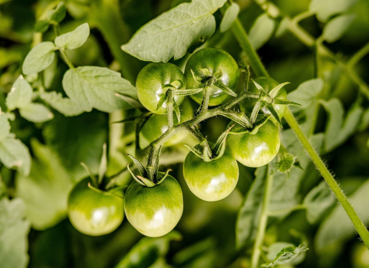 tomato fruits on plant