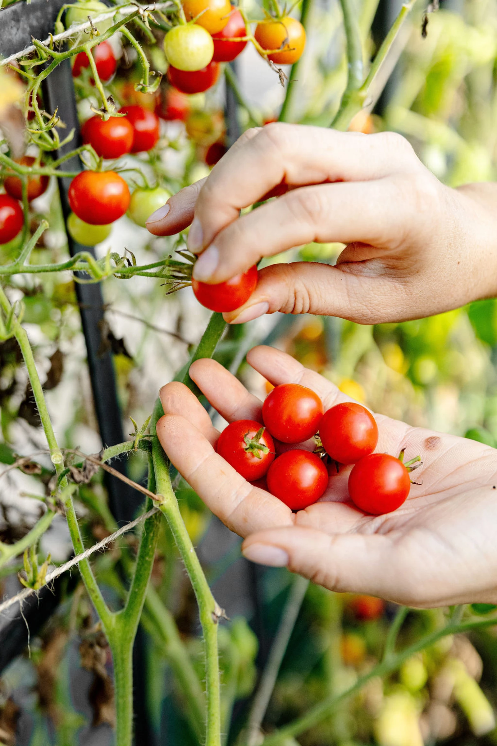 Indeterminate Tomatoes