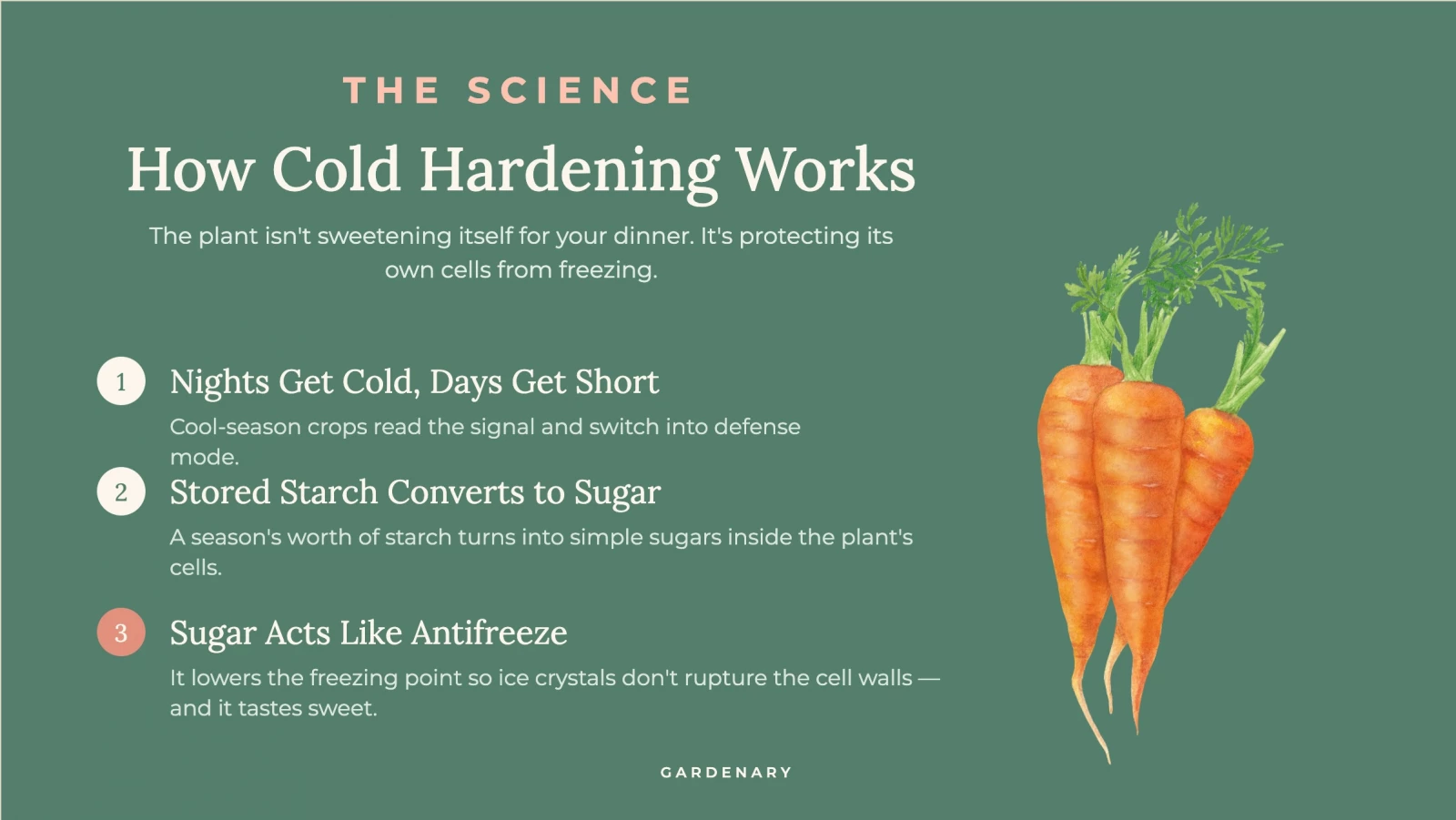 infographic - how cold hardening works, the science behind it