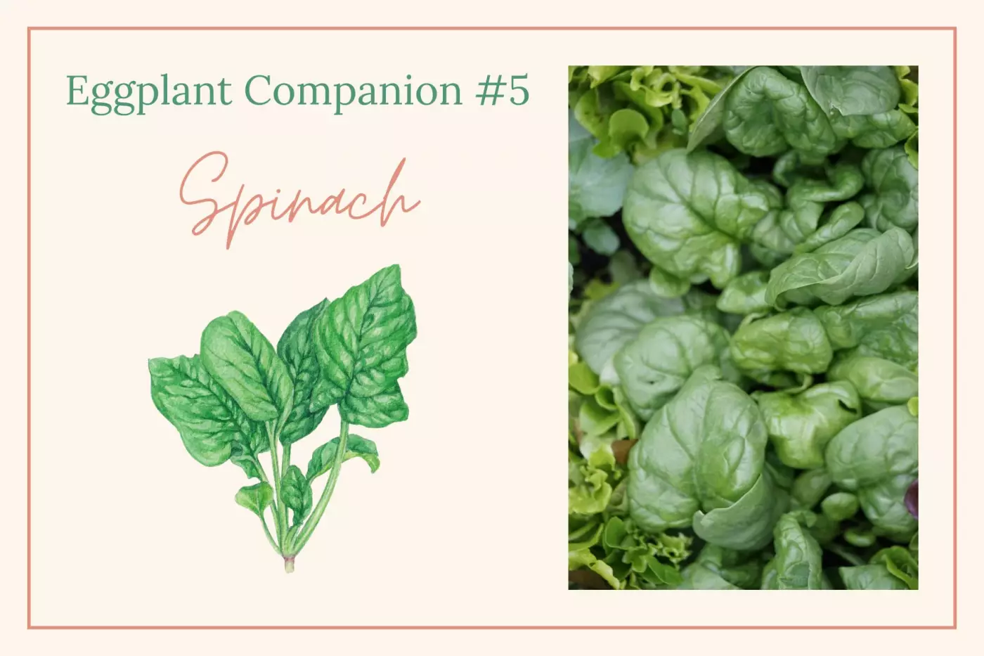 Spinach illustration and photo