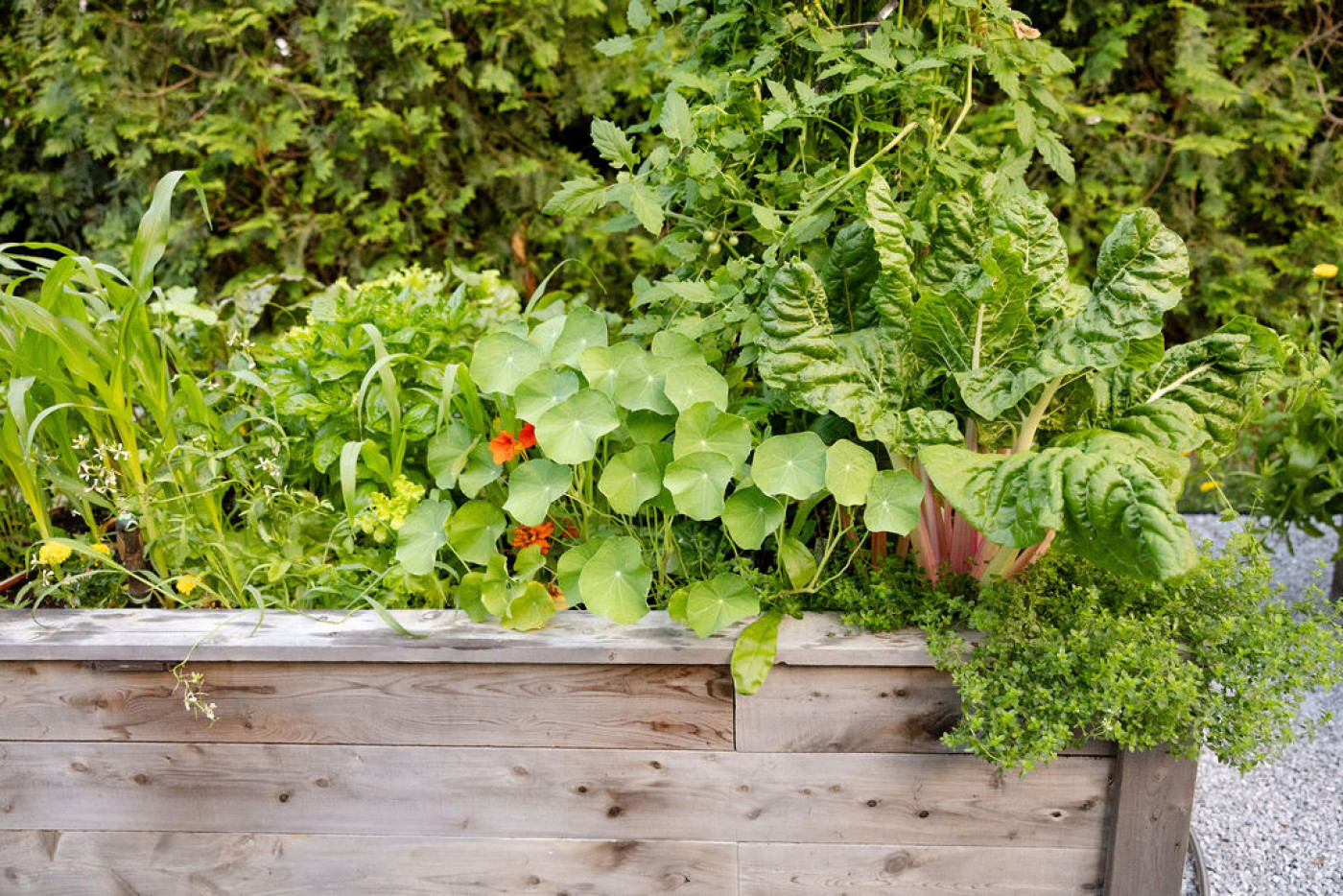raised beds give plant roots more room