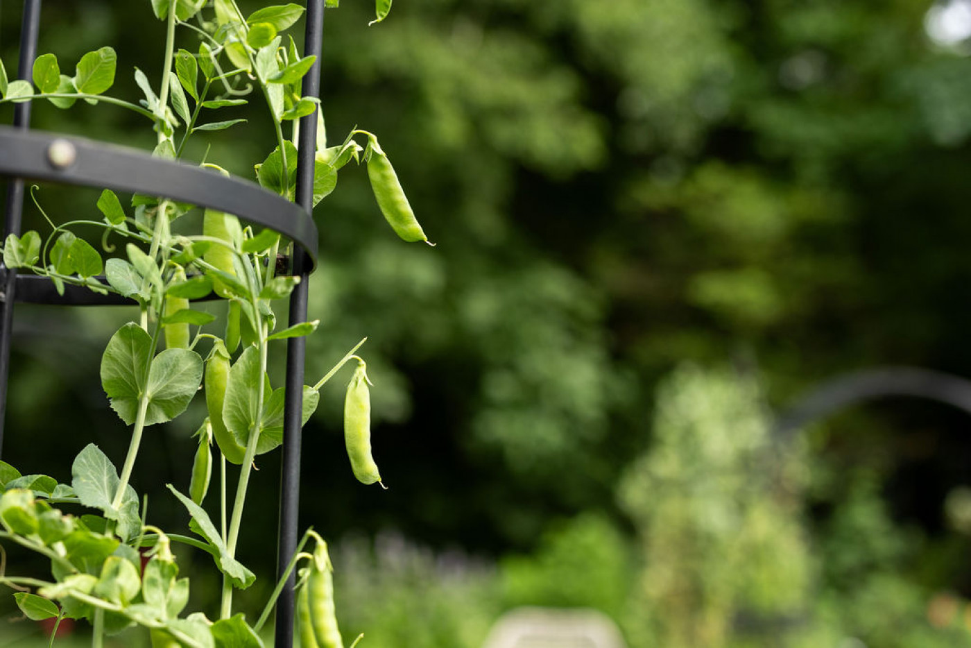 sugar snap peas how to grow