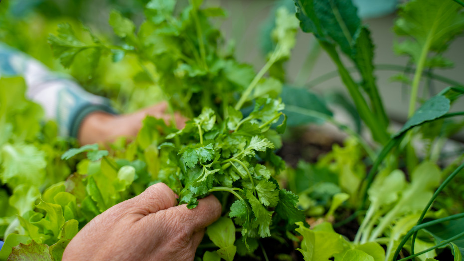 How to keep your cilantro from bolting