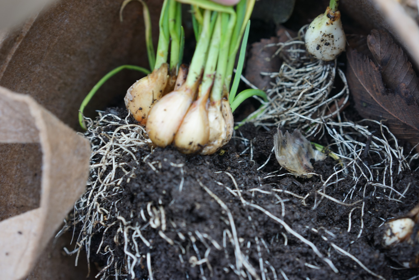 sprouted garlic