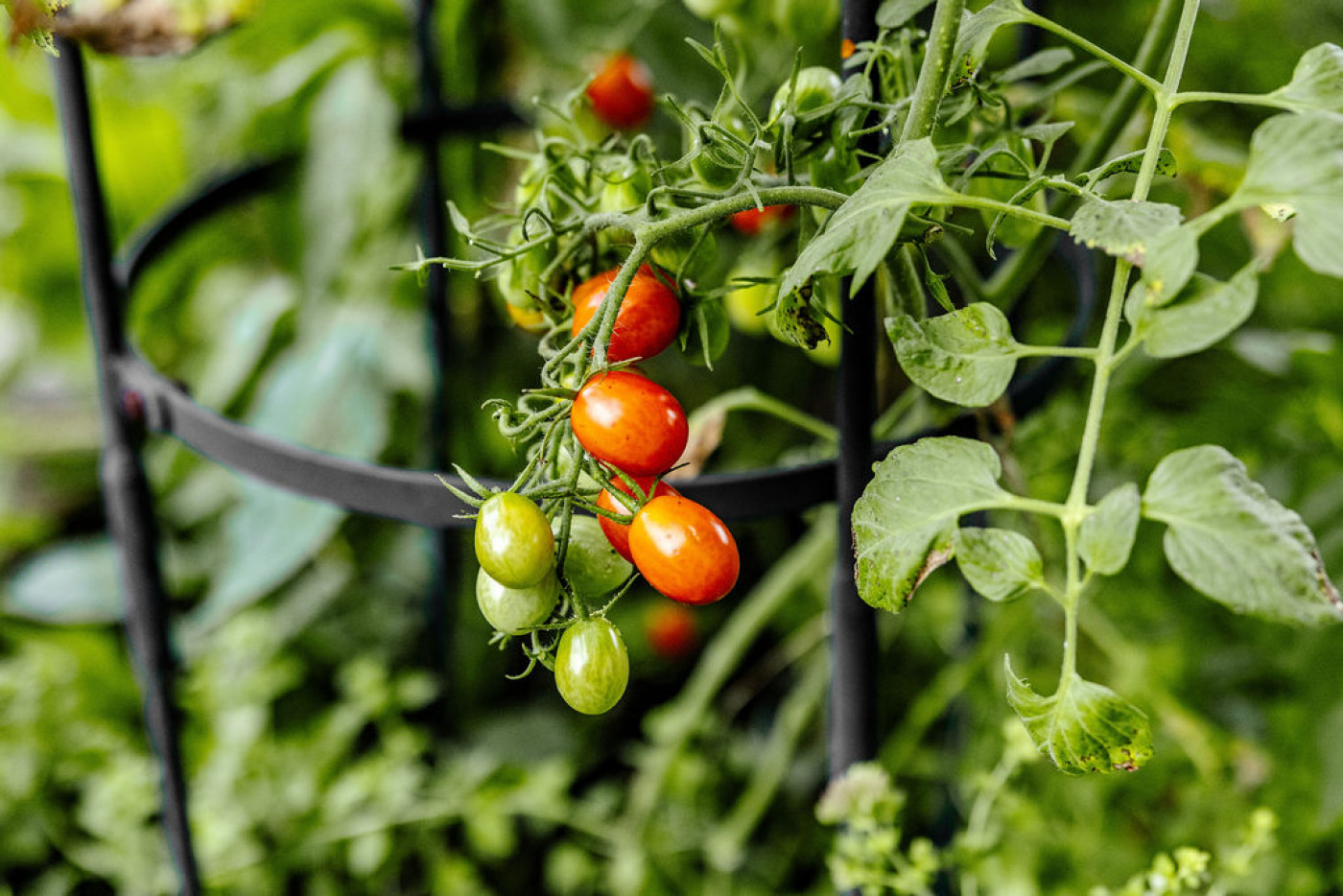 how to fertilize tomato plants