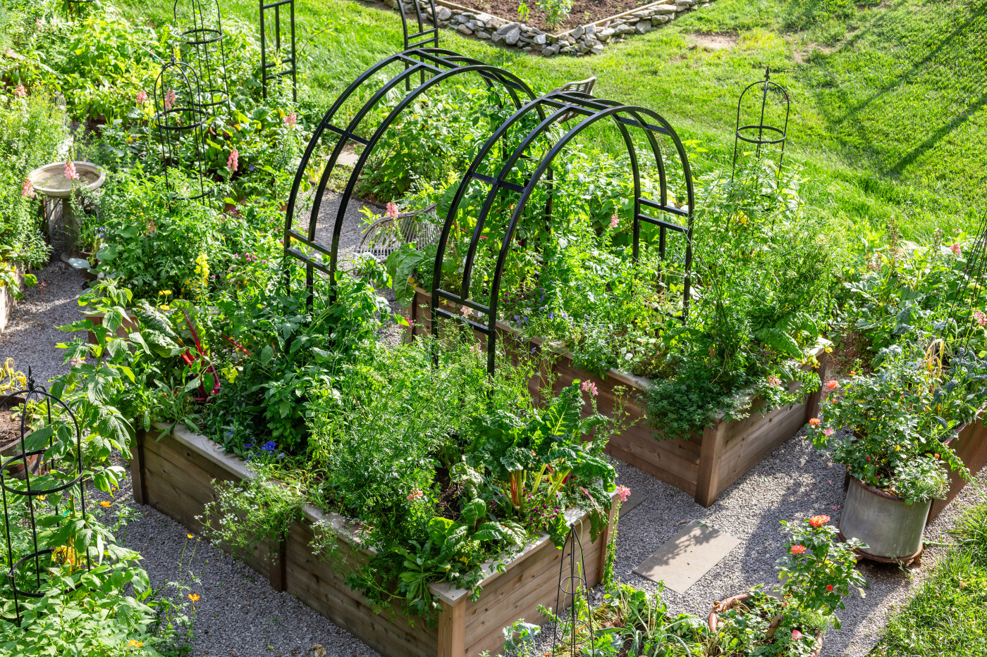 Lush raised bed kitchen garden with cedar boxes, flowering herbs, trellises, and a gravel pathway.