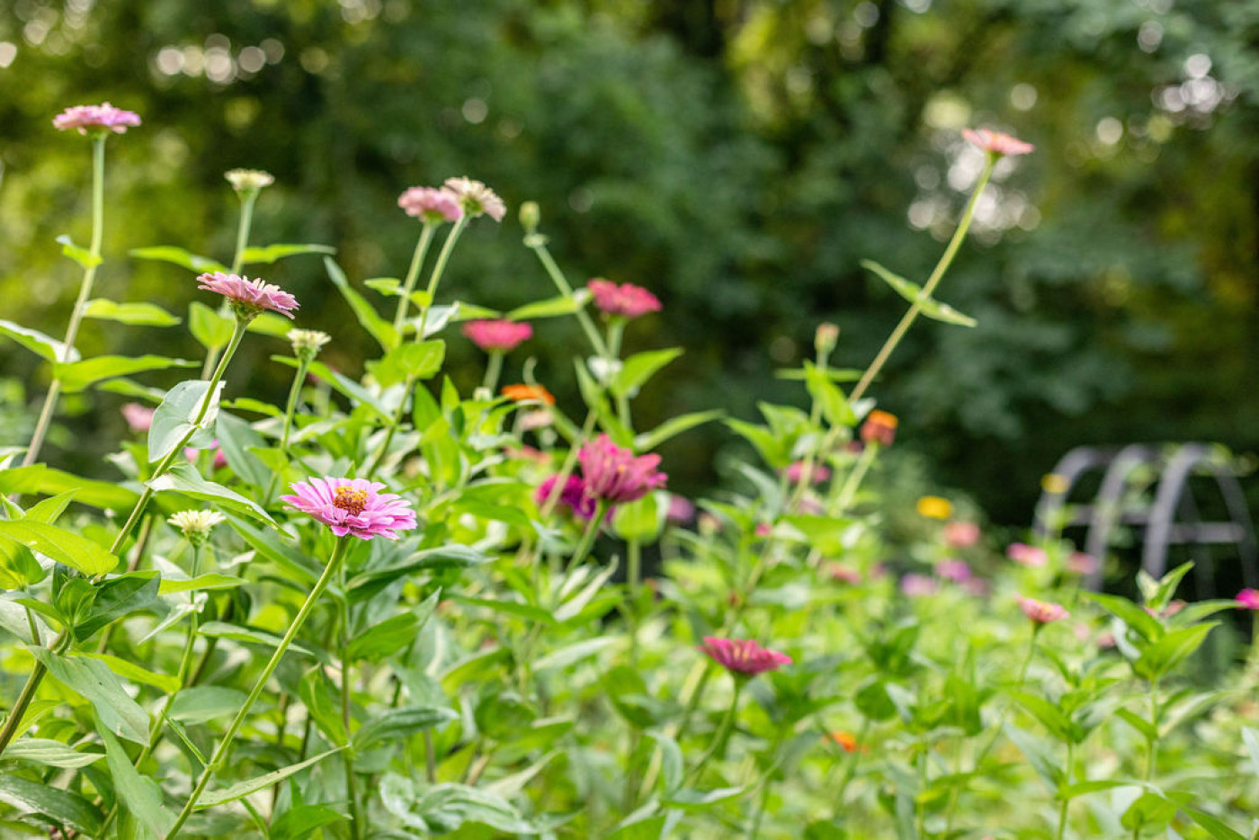 white zinnia flowers