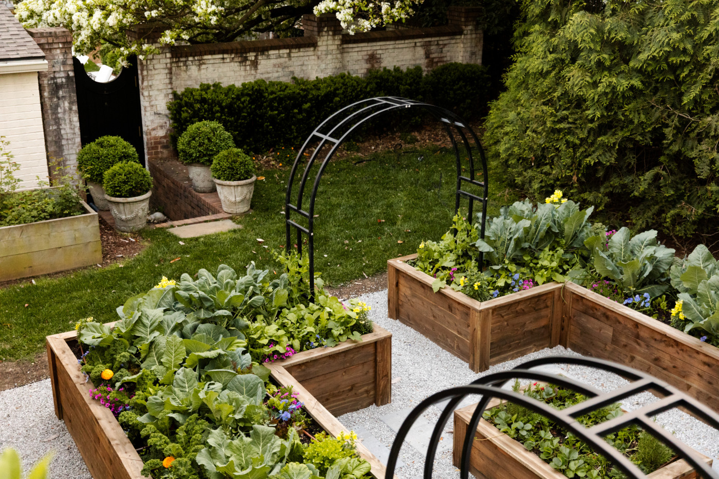 Beautiful raised garden beds filled with leafy greens, herbs, and flowers, arranged along a gravel path with black metal trellises in a lush, well-landscaped backyard.