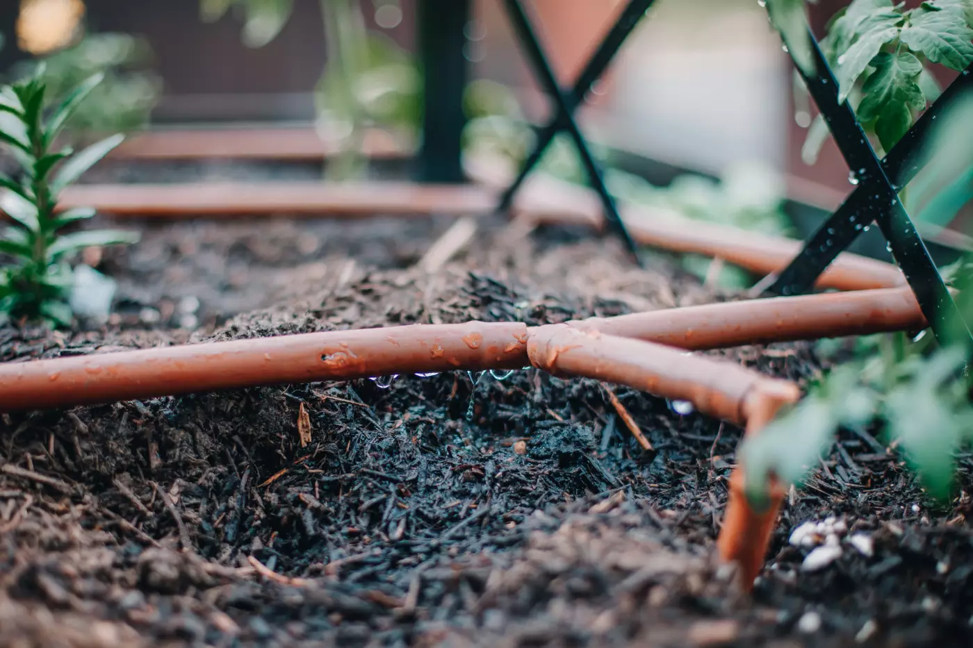 a photo of drip irrigation
