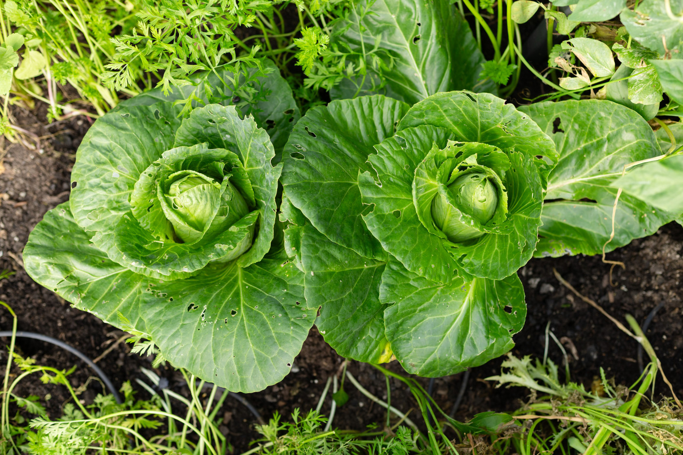 pesticides effects on environment