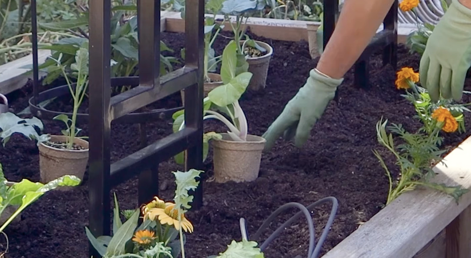 planning out a garden layout with plants in an empty bed