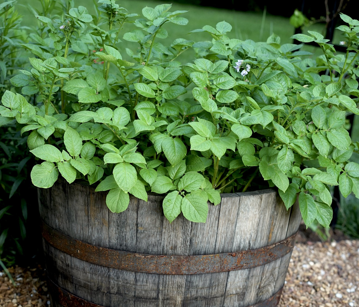 potato plant in barrel
