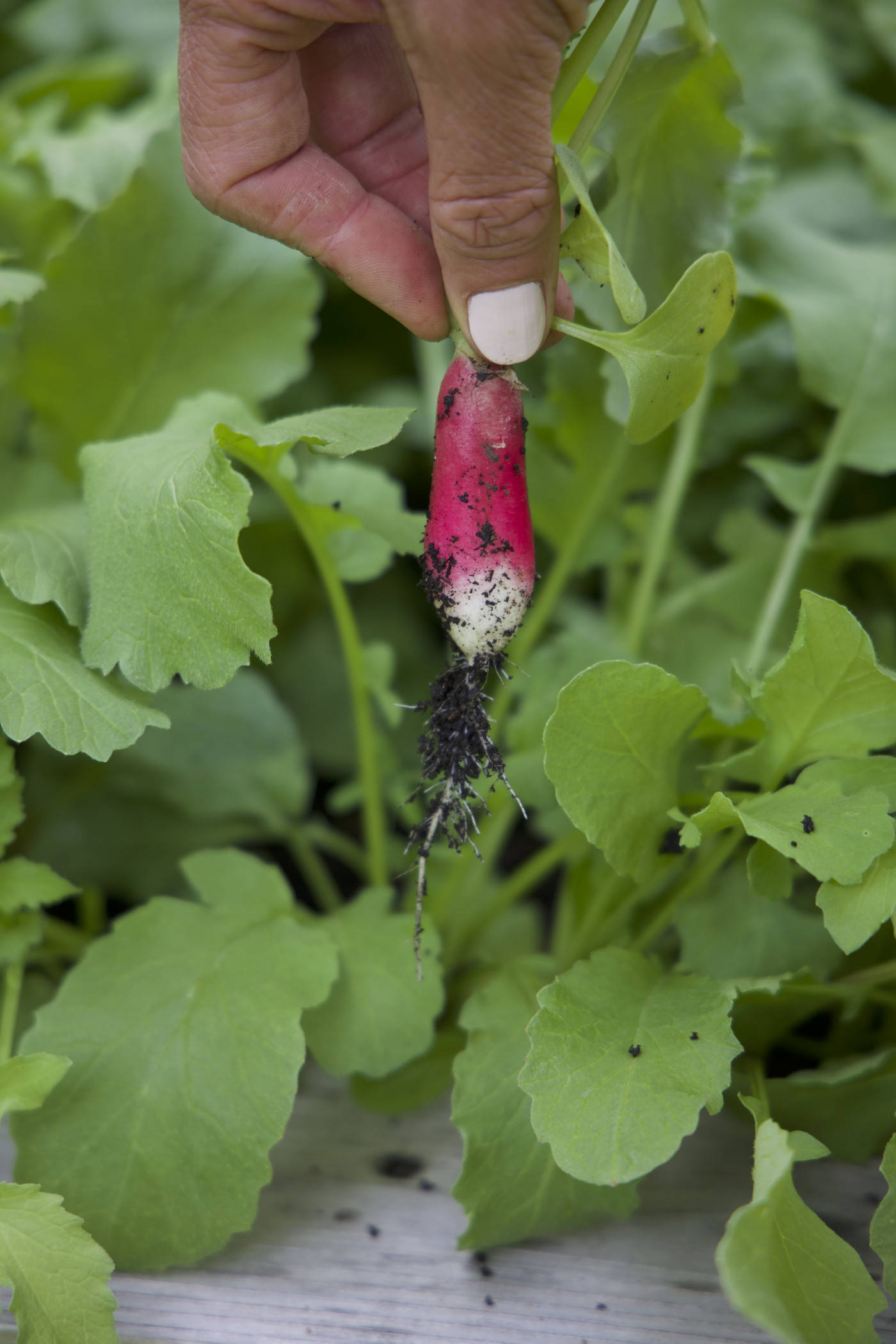 3 Simple Ways to Salvage Radishes Left in the Ground Too Long • Gardenary