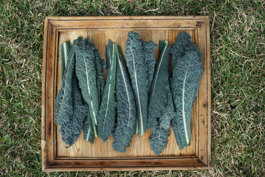 How to Harvest Kale and Encourage More Leaf Growth • Gardenary