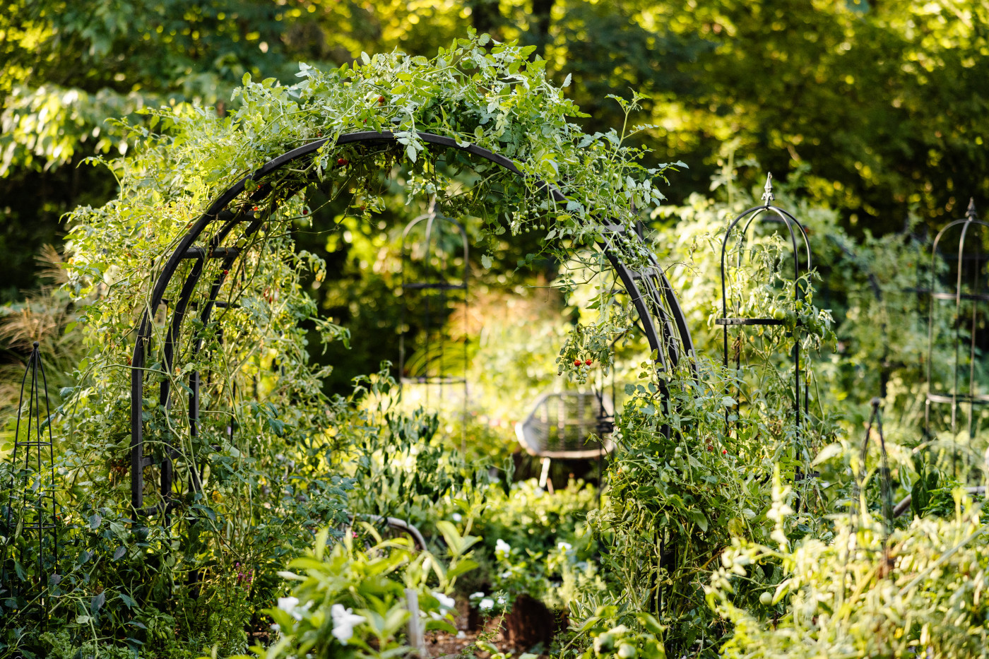Metal garden arch covered in vining tomato plants inside a flourishing organic vegetable garden.