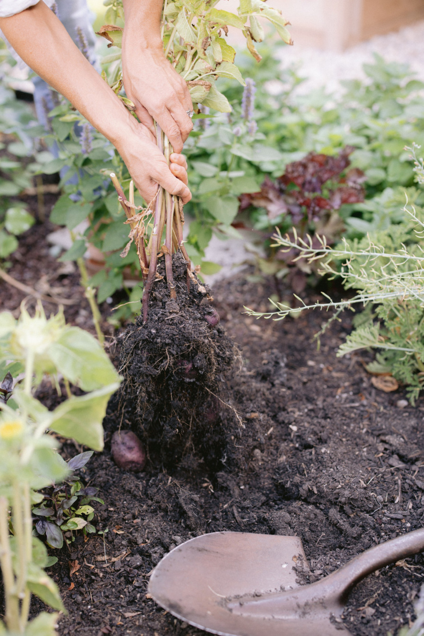 harvesting time for potatoes