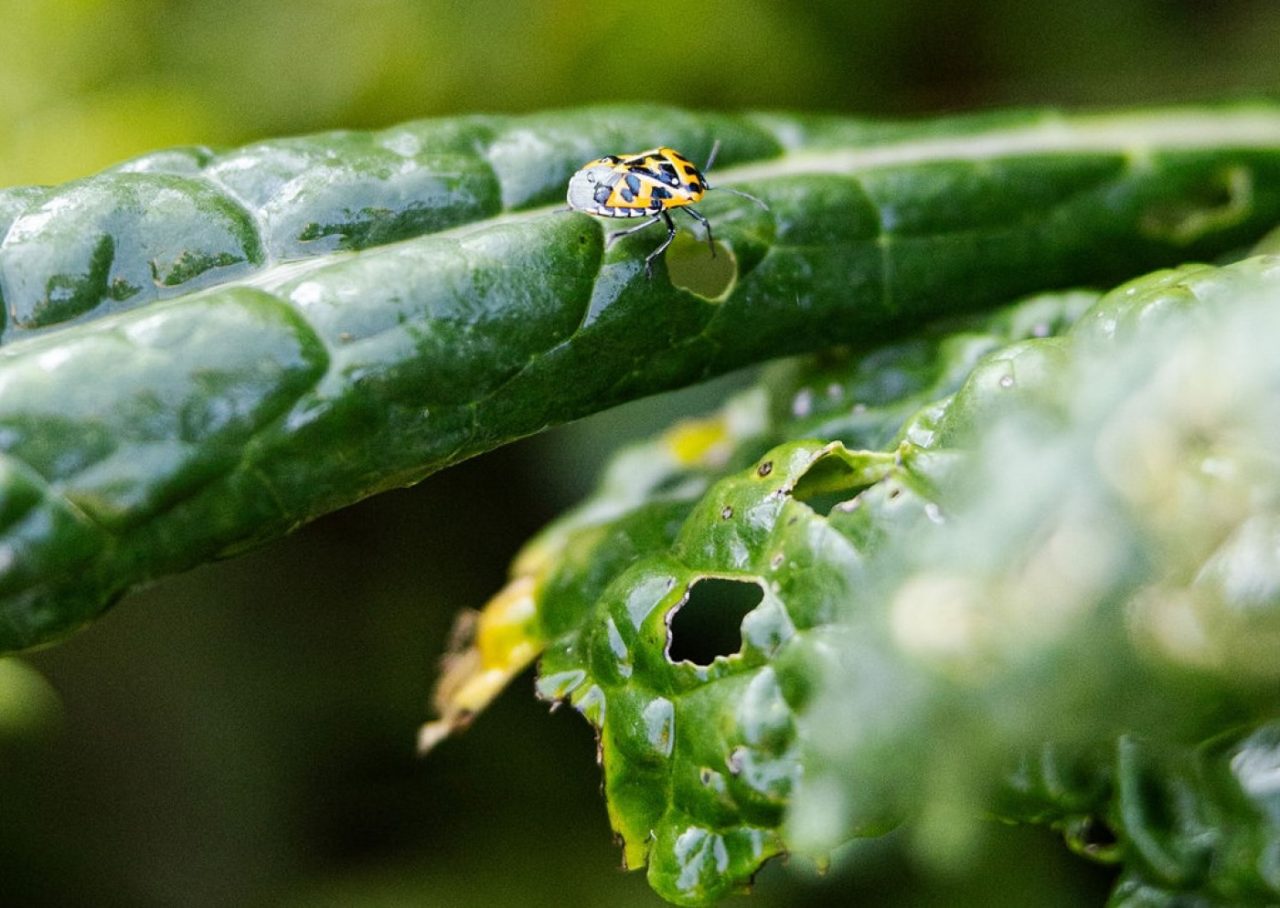 adult harlequin bug on kale plant