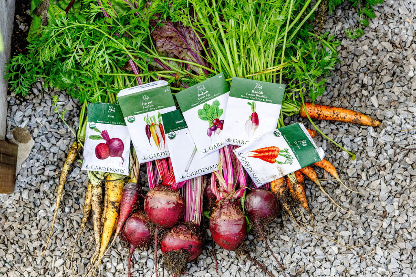 Freshly harvested organic carrots and beets displayed with Gardenary seed packets for carrots, radishes, and beets on a gravel garden path.